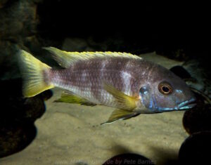 Pseudotropheus livingstonii